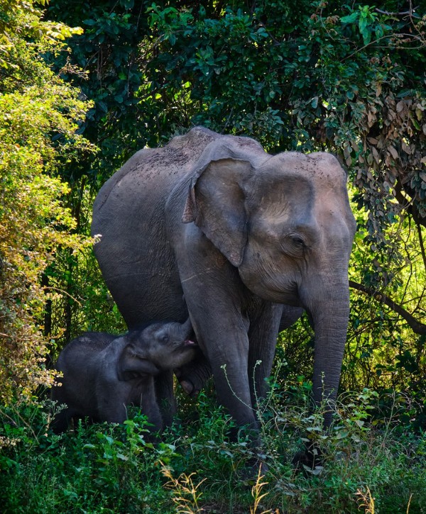 Udawalawe National Park